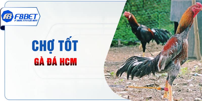 Chợ Tốt gà đá HCM
