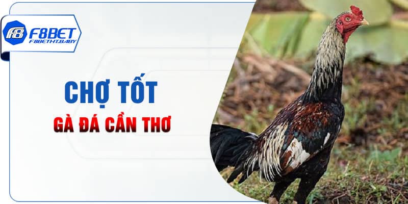 Chợ Tốt gà đá Cần Thơ